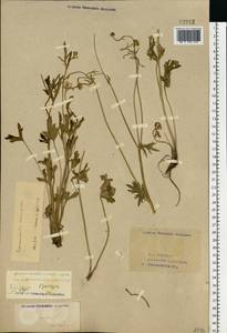 Ranunculus polyanthemos subsp. nemorosus (DC.) Schübl. & G. Martens, Восточная Европа, Восточный район (E10) (Россия)