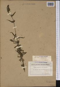 Castilleja scorzonerifolia Kunth, Америка (AMER) (Бразилия)