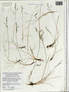 Puccinellia capillaris subsp. pulvinata (Fr.) Tzvelev, Восточная Европа, Северный район (E1) (Россия)