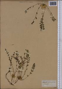 Astragalus cymbicarpos Brot., Западная Европа (EUR) (Португалия)