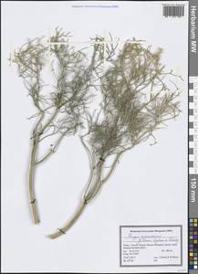 Prangos munzurensis A. Duran, Lyskov & Paksoy, Зарубежная Азия (ASIA) (Турция)