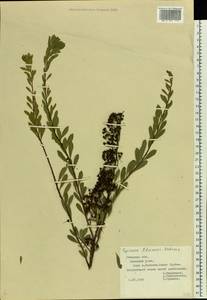 Spiraea crenata subsp. crenata, Восточная Европа, Центральный лесостепной район (E6) (Россия)