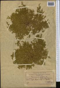 Грыжник голый L., Средняя Азия и Казахстан, Западный Тянь-Шань и Каратау (M3) (Узбекистан)