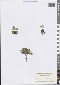 Draba polytricha Ledeb., Кавказ, Грузия (K4) (Грузия)