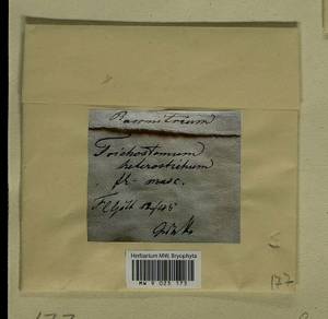 Bucklandiella heterosticha (Hedw.) Bedn.-Ochyra & Ochyra, Гербарий мохообразных, Мхи - Западная Европа (BEu) (Германия)