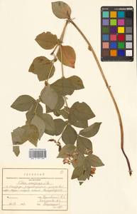 Горошек однопарный A.Braun, Сибирь, Дальний Восток (S6) (Россия)