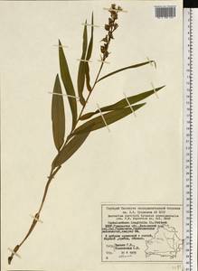 Пыльцеголовник длиннолистный (L.) Fritsch, Восточная Европа, Белоруссия (E3a) (Белоруссия)