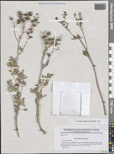 Рута пахучая L., Крым (KRYM) (Россия)