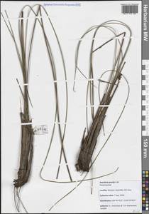 Anarthria gracilis R.Br., Австралия и Океания (AUSTR) (Австралия)