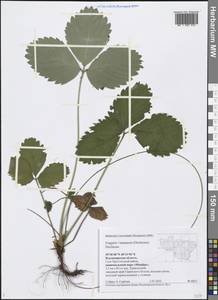 Fragaria ×ananassa (Weston) Rozier, Восточная Европа, Центральный район (E4) (Россия)