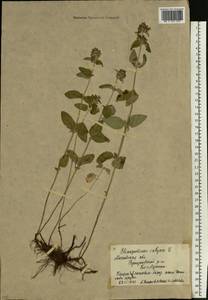 Пахучка обыкновенная L., Восточная Европа, Московская область и Москва (E4a) (Россия)