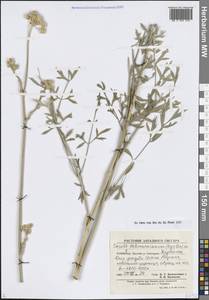 Жабрица леманновская (Bunge) Boiss., Средняя Азия и Казахстан, Памир и Памиро-Алай (M2) (Узбекистан)