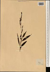 Спорыш, Зарубежная Азия (ASIA) (Филиппины)