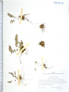 Щитовник пахучий (L.) Schott, Сибирь, Дальний Восток (S6) (Россия)