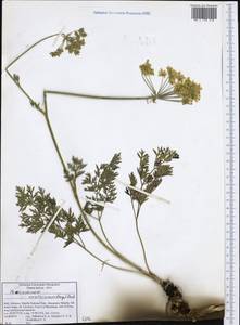 Pteroselinum austriacum (Jacq.) Rchb., Западная Европа (EUR) (Италия)