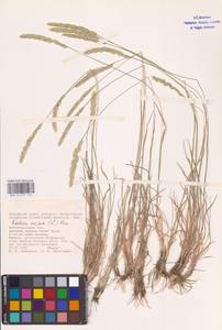 Тонконог пирамидальный (Lam.) P.Beauv., Восточная Европа, Нижневолжский район (E9) (Россия)