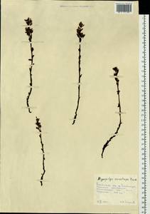 Подъельник обыкновенный Crantz, Сибирь, Дальний Восток (S6) (Россия)