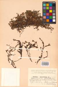 Камнеломка супротивнолистная L., Восточная Европа, Северный район (E1) (Россия)