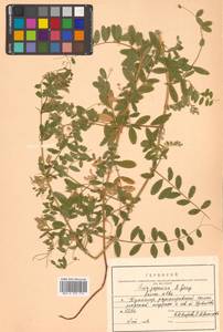 Горошек японский A.Gray, Сибирь, Дальний Восток (S6) (Россия)