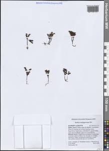 Sedum andegavense (DC.) Desv., Западная Европа (EUR) (Испания)