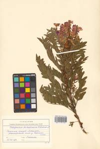 Копеечник копеечниковый (L.) Schinz & Thell., Сибирь, Дальний Восток (S6) (Россия)