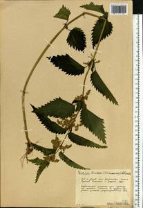 Urtica dioica subsp. sondenii (Simmons) Hyl., Восточная Европа, Северный район (E1) (Россия)