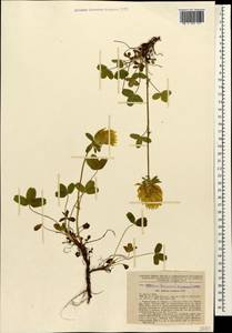 Клевер седоватый Willd., Кавказ, Абхазия (K4a) (Абхазия)