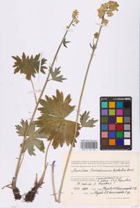 Aconitum lycoctonum subsp. lasiostomum (Rchb.) Warncke, Восточная Европа, Западный район (E3) (Россия)