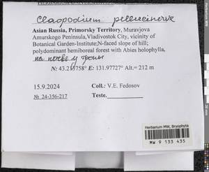 Claopodium pellucinerve (Mitt.) Best, Гербарий мохообразных, Мхи - Дальний Восток (без Чукотки и Камчатки) (B20) (Россия)