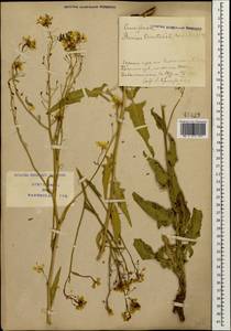 Свербига восточная L., Кавказ, Азербайджан (K6) (Азербайджан)