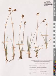 Juncus castaneus subsp. leucochlamys (W.J.Zinger ex V.I.Krecz.) Hultén, Сибирь, Чукотка и Камчатка (S7) (Россия)