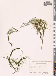 Рдест Берхтольда Fieber, Сибирь, Чукотка и Камчатка (S7) (Россия)