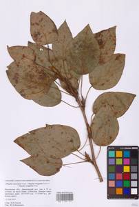 Populus longifolia × suaveolens, Восточная Европа, Московская область и Москва (E4a) (Россия)