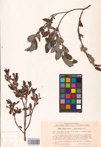Salix ×laurina Sm., Восточная Европа, Северо-Западный район (E2) (Россия)