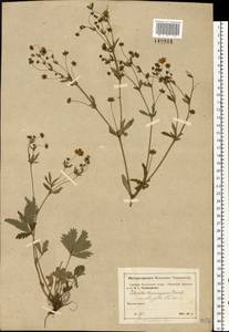 Potentilla thuringiaca subsp. goldbachii (Rupr.) Th. Wolf, Восточная Европа, Московская область и Москва (E4a) (Россия)