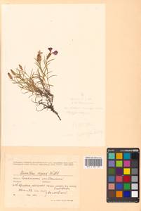 Dianthus repens subsp. repens, Сибирь, Дальний Восток (S6) (Россия)