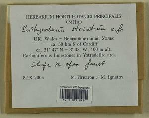 Eurhynchium striatum (Schreb. ex Hedw.) Schimp., Гербарий мохообразных, Мхи - Западная Европа (BEu) (Великобритания)