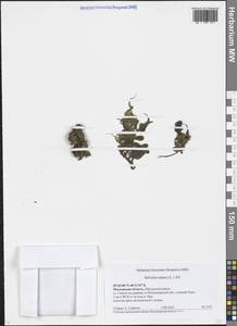 Сальвиния плавающая (L.) All., Восточная Европа, Московская область и Москва (E4a) (Россия)