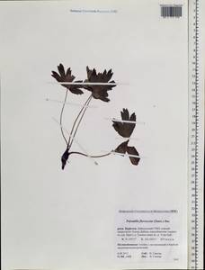 Прострел желтеющий (Zucc.) Zāmelis, Сибирь, Прибайкалье и Забайкалье (S4) (Россия)