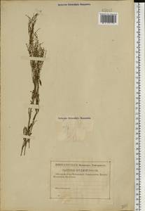 Щавель воробьиный, Щавелек L., Восточная Европа, Московская область и Москва (E4a) (Россия)