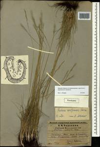 Овсяница волжская P.A.Smirn., Восточная Европа, Средневолжский район (E8) (Россия)
