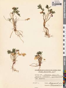 Viola multifida Willd. ex Roem. & Schult., Сибирь, Якутия (S5) (Россия)