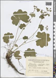 Манжетка сарматская Juz., Восточная Европа, Московская область и Москва (E4a) (Россия)