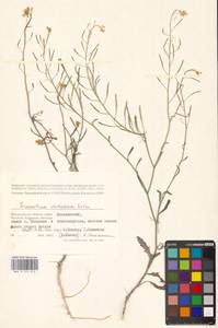 Guenthera cretacea (Kotov) D.A.German, Восточная Европа, Нижневолжский район (E9) (Россия)