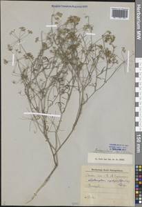 Psammogeton capillifolium (Regel & Schmalh.) Mousavi, Mozaff. & Zarre, Средняя Азия и Казахстан, Каракумы (M6) (Туркмения)