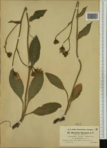 Hieracium chaboissaei Arv.-Touv., Западная Европа (EUR) (Франция)