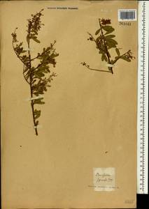 Bursaria spinosa, Зарубежная Азия (ASIA) (Неизвестно)