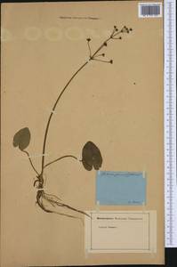 Кальдезия белозоролистная (L.) Parl., Западная Европа (EUR) (Германия)