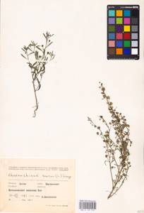 MHA 0 159 510, Льняночка малая, Хеноринум малый (L.) Lange, Восточная Европа, Литва (E2a) (Литва)