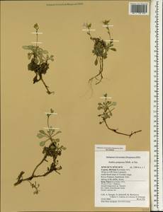Arabis purpurea Sm., Зарубежная Азия (ASIA) (Кипр)